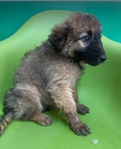 Chester a fawn coloured Romanian rescue puppy | 1 Dog at a Time Rescue UK