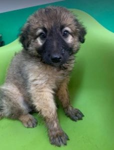 Chester a fawn coloured Romanian rescue puppy | 1 Dog at a Time Rescue UK