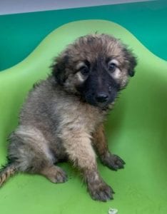 Chester a fawn coloured Romanian rescue puppy | 1 Dog at a Time Rescue UK