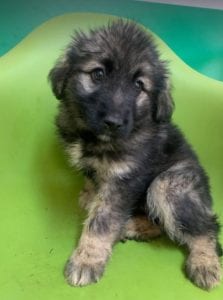 Cidney a black and tan Romanian rescue puppy | 1 Dog at a Time Rescue UK