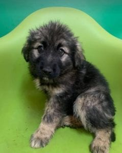 Cidney a black and tan Romanian rescue puppy | 1 Dog at a Time Rescue UK