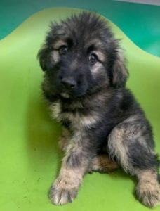 Cidney a black and tan Romanian rescue puppy | 1 Dog at a Time Rescue UK