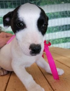 Ella a black and white Romanian rescue puppy | 1 Dog at a Time Rescue UK