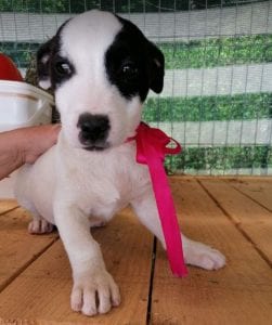 Ella a black and white Romanian rescue puppy | 1 Dog at a Time Rescue UK