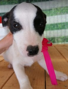 Ella a black and white Romanian rescue puppy | 1 Dog at a Time Rescue UK