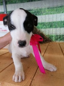 Ella a black and white Romanian rescue puppy | 1 Dog at a Time Rescue UK