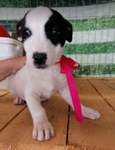 Ella a black and white Romanian rescue puppy | 1 Dog at a Time Rescue UK