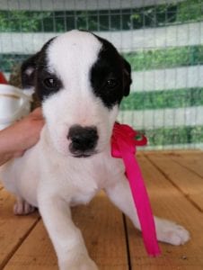 Ella a black and white Romanian rescue puppy | 1 Dog at a Time Rescue UK