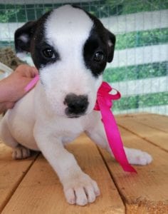 Ella a black and white Romanian rescue puppy | 1 Dog at a Time Rescue UK