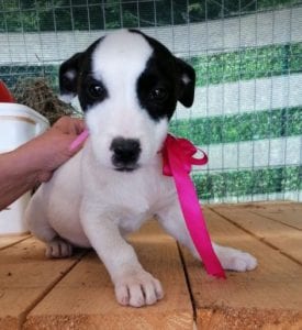 Ella a black and white Romanian rescue puppy | 1 Dog at a Time Rescue UK