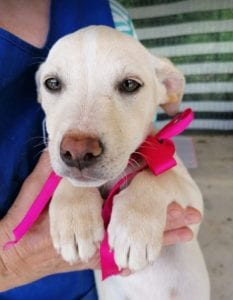 Ellie a white Romanian rescue dog | 1 Dog at a Time Rescue UK