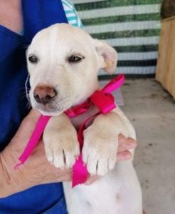 Ellie a white Romanian rescue dog | 1 Dog at a Time Rescue UK