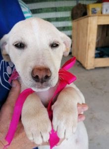 Ellie a white Romanian rescue dog | 1 Dog at a Time Rescue UK