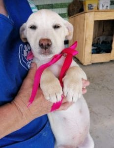 Ellie a white Romanian rescue dog | 1 Dog at a Time Rescue UK