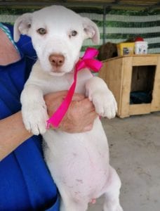 Emma a white Romanian rescue puppy | 1 Dog at a Time Rescue UK