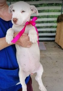 Emma a white Romanian rescue puppy | 1 Dog at a Time Rescue UK
