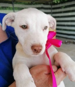 Emma a white Romanian rescue puppy | 1 Dog at a Time Rescue UK