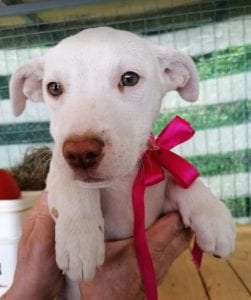 Emma a white Romanian rescue puppy | 1 Dog at a Time Rescue UK