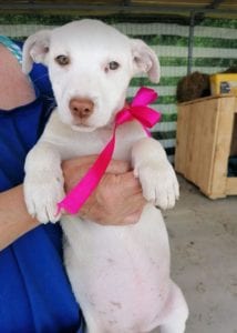 Emma a white Romanian rescue puppy | 1 Dog at a Time Rescue UK