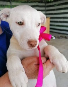 Emma a white Romanian rescue puppy | 1 Dog at a Time Rescue UK