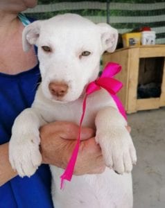 Emma a white Romanian rescue puppy | 1 Dog at a Time Rescue UK