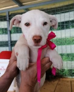Emma a white Romanian rescue puppy | 1 Dog at a Time Rescue UK