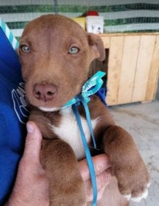 Jamie a brown Romanian rescue puppy | 1 Dog at a Time Rescue UK