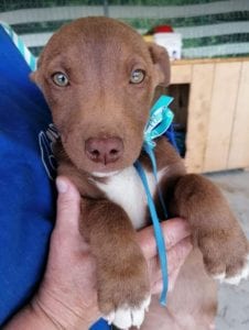 Jamie a brown Romanian rescue puppy | 1 Dog at a Time Rescue UK