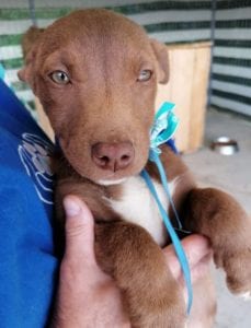 Jamie a brown Romanian rescue puppy | 1 Dog at a Time Rescue UK