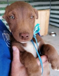 Jamie a brown Romanian rescue puppy | 1 Dog at a Time Rescue UK