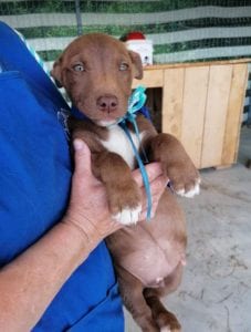 Jamie a brown Romanian rescue puppy | 1 Dog at a Time Rescue UK