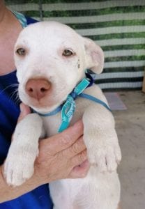 Joey a white Romanian rescue puppy | 1 Dog at a Time Rescue UK