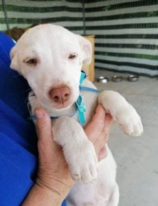 Joey a white Romanian rescue puppy | 1 Dog at a Time Rescue UK