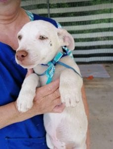 Joey a white Romanian rescue puppy | 1 Dog at a Time Rescue UK