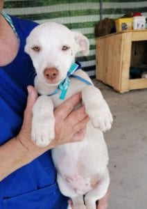 Joey a white Romanian rescue puppy | 1 Dog at a Time Rescue UK