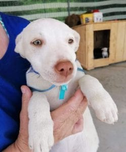 Joey a white Romanian rescue puppy | 1 Dog at a Time Rescue UK