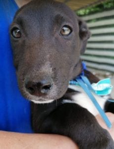 Jonnie a black and white Romanian rescue puppy | 1 Dog at a Time Rescue UK