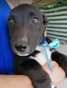Jonnie a black and white Romanian rescue puppy | 1 Dog at a Time Rescue UK