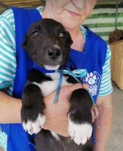 Jonnie a black and white Romanian rescue puppy | 1 Dog at a Time Rescue UK