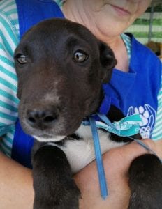 Jonnie a black and white Romanian rescue puppy | 1 Dog at a Time Rescue UK