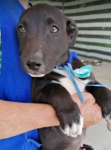 Jonnie a black and white Romanian rescue puppy | 1 Dog at a Time Rescue UK