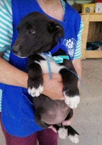 Jonnie a black and white Romanian rescue puppy | 1 Dog at a Time Rescue UK