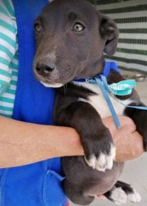 Jonnie a black and white Romanian rescue puppy | 1 Dog at a Time Rescue UK