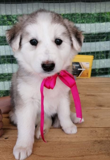 Kayla a white and grey Romanian rescue puppy | 1 Dog at a Time Rescue UK