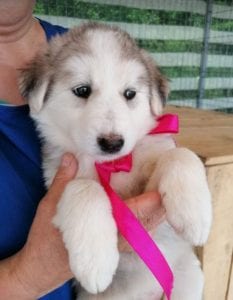 Kayla a white and grey Romanian rescue puppy | 1 Dog at a Time Rescue UK