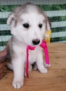 Kayla a white and grey Romanian rescue puppy | 1 Dog at a Time Rescue UK