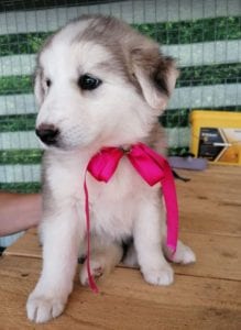 Kayla a white and grey Romanian rescue puppy | 1 Dog at a Time Rescue UK