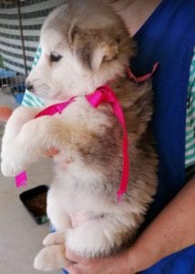 Kayla a white and grey Romanian rescue puppy | 1 Dog at a Time Rescue UK