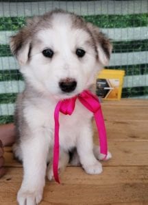 Kayla a white and grey Romanian rescue puppy | 1 Dog at a Time Rescue UK