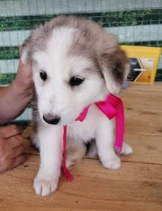 Kayla a white and grey Romanian rescue puppy | 1 Dog at a Time Rescue UK